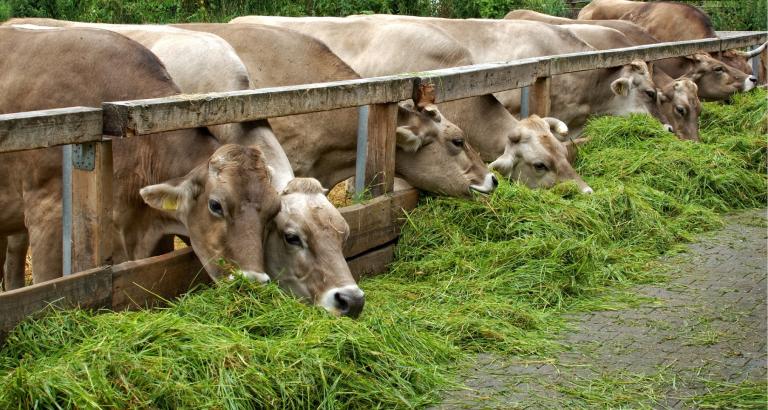 Køer der bliver fodret med græs
