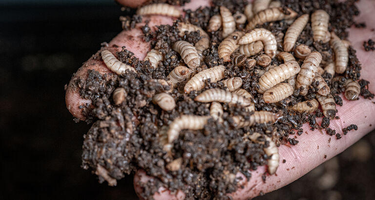 Foto: Enorm - fra produktion af sorte soldaterfluer